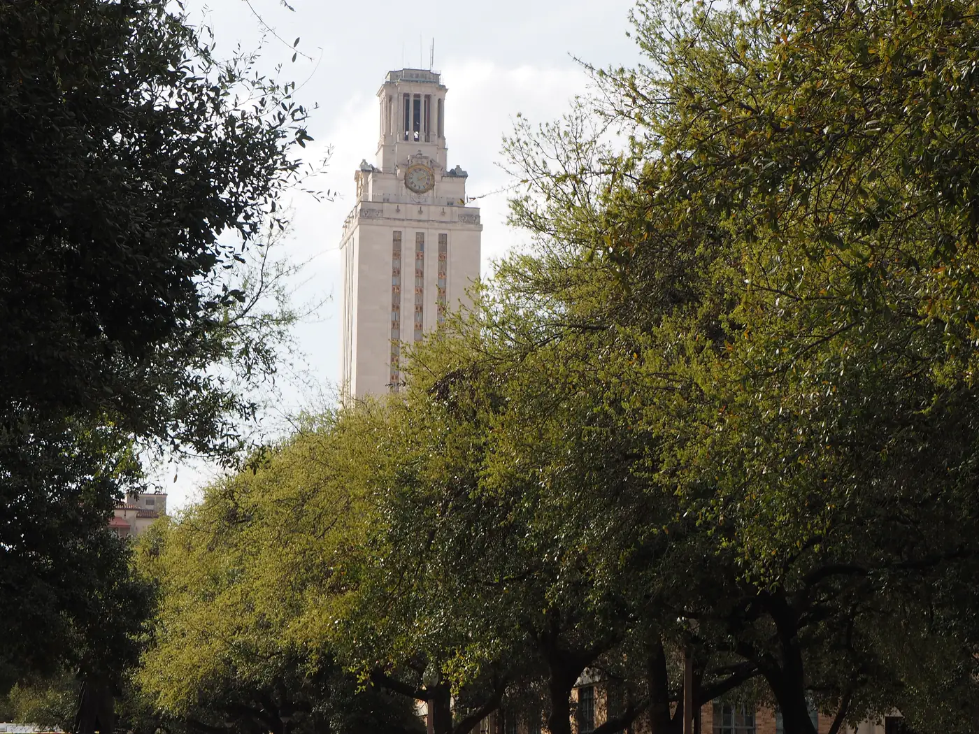 The University of Texas Tower rising above live oaks